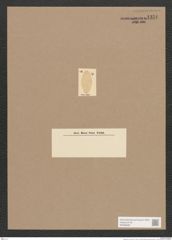 Navicula sp. (de-Toni-Nr.: Genus 1) Zeichnungen Sammlung Grunow Nr. 1356 (NHMW-BOT-W0368299)